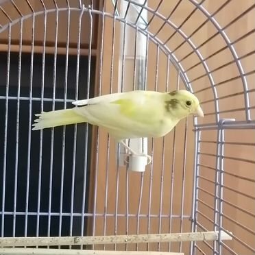 Кенары певчий