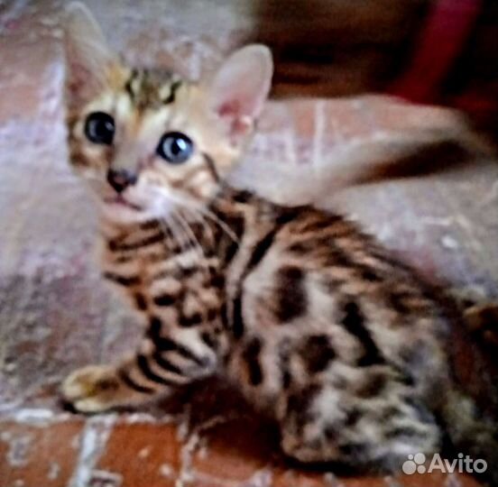 Бенгальские котята