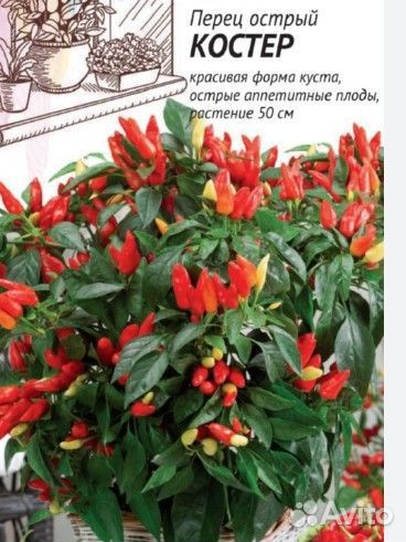 Рассада острого перца