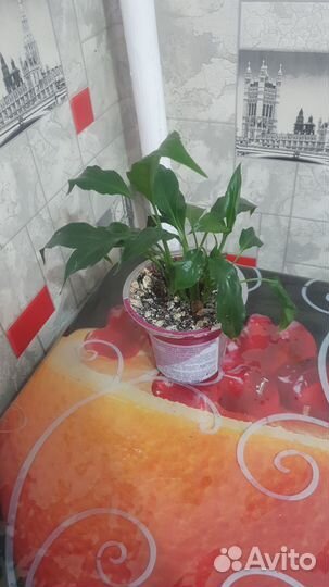 Комнатные растения