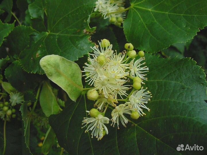 Саженцы липа сердцелистная