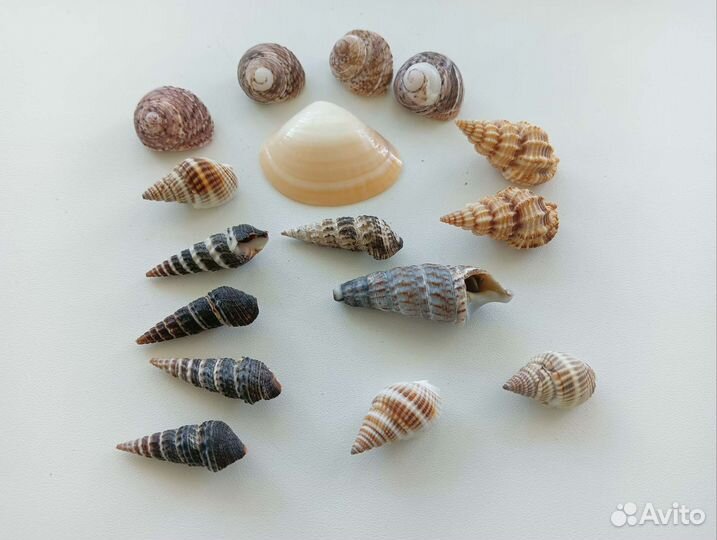 Морские ракушки