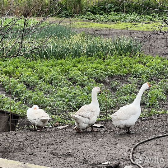 Инкубационное яйцо гусей