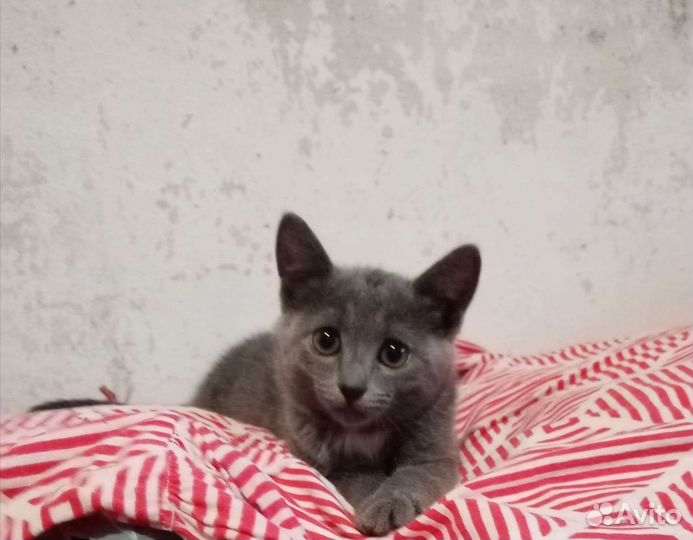 Котенок