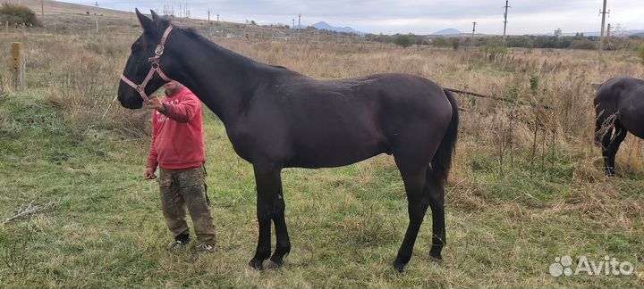 Кобыла и жеребец