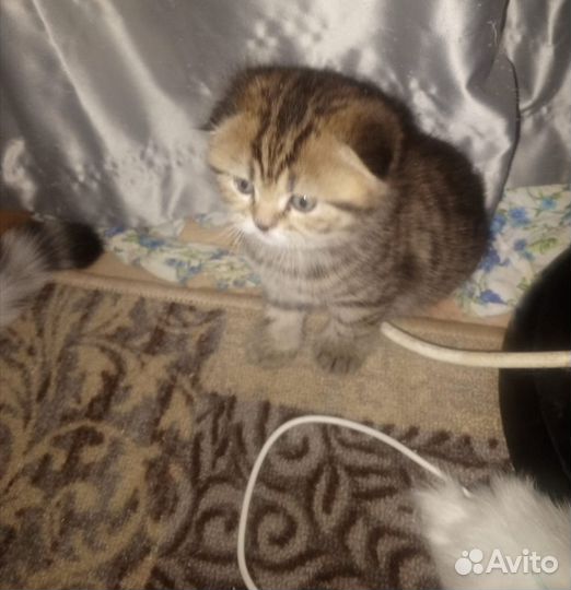 Шотландская кошка