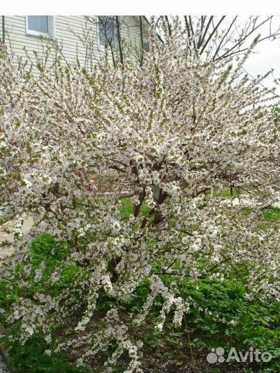 Войлочная вишня