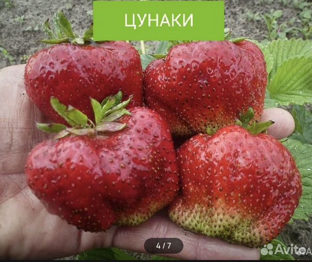 Рассада клубники