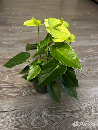 Антуриум Ванилла