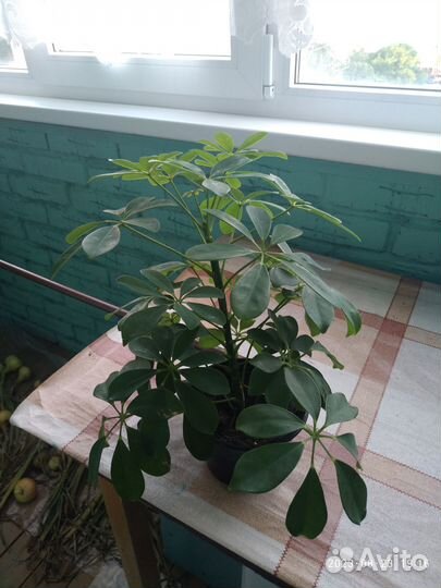 Продам цветы комнатные