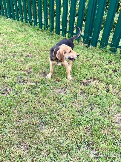 Собаки бесплатно