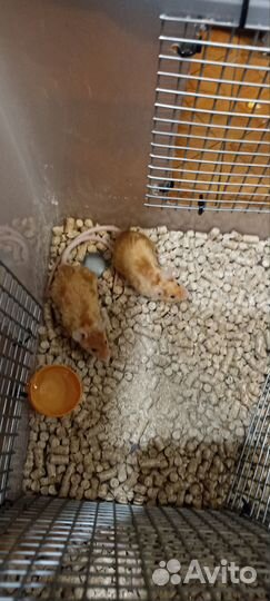 Сатиновые мышки