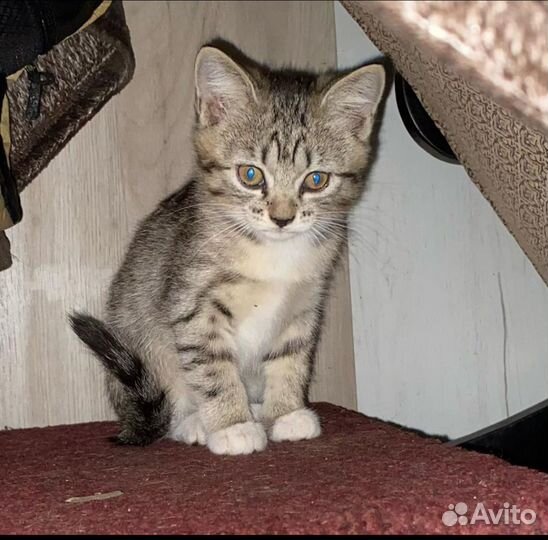 Котята в дар