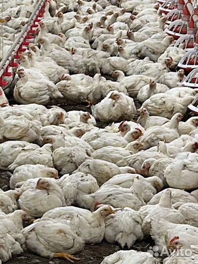 Куры бройлеры тушки