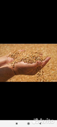 Зерно пшеница ячмень