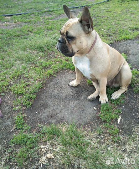 Французский бульдог щенки