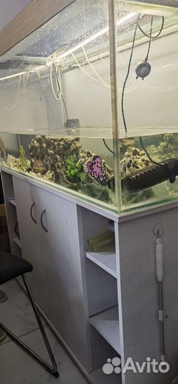 Аквариум с черепашками