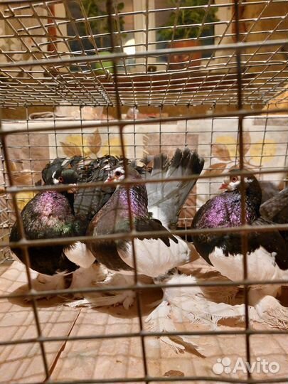 Продажа голубей