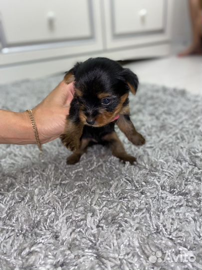 Йоркширский терьер