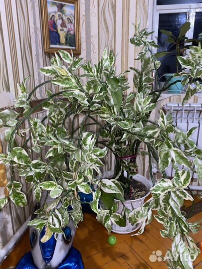 Педилантус