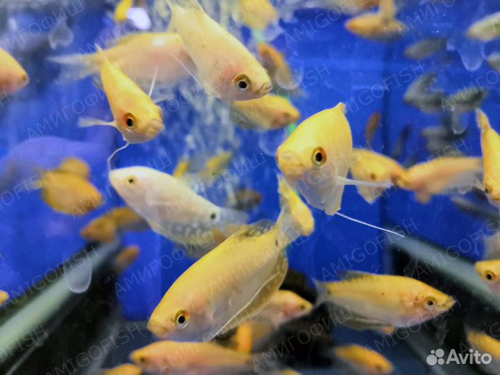 Гурами Золотой (Trichogaster Trichopterus)