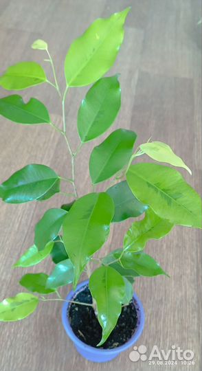 Фикус бенджамина Реджинальд