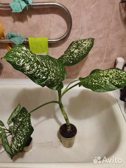 Диффенбахия