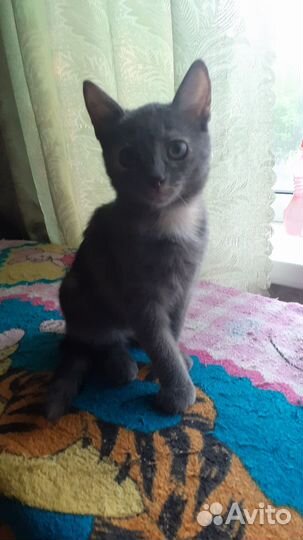 Котик в добрые руки