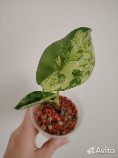 Алоказия синуата вариегатная