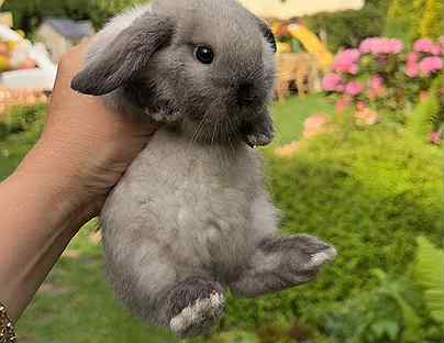 Кролик mini
