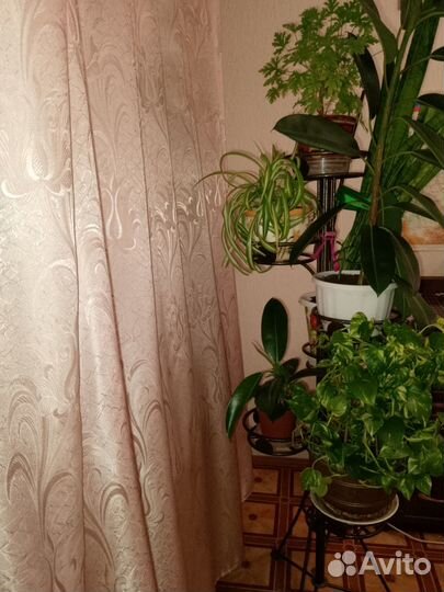 Комнатные растения