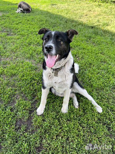 Пёс ищет новых хозяев