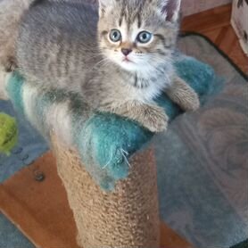 Котёнок