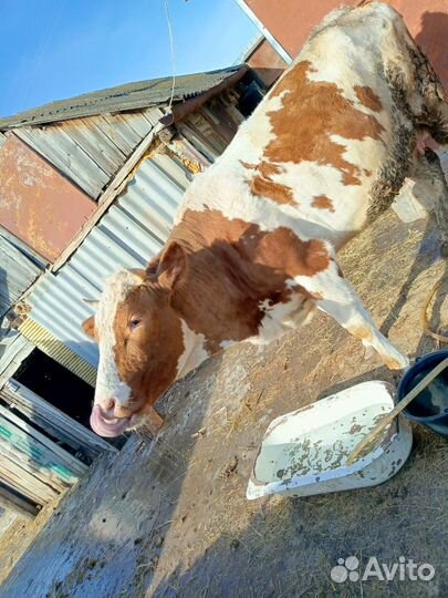 Корова стельная дойная