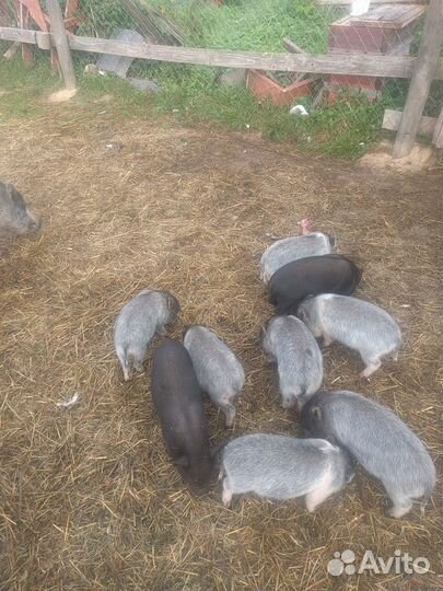 Вьетнамские вислобрюхие поросята