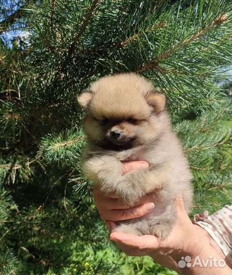Померанский шпиц собачка