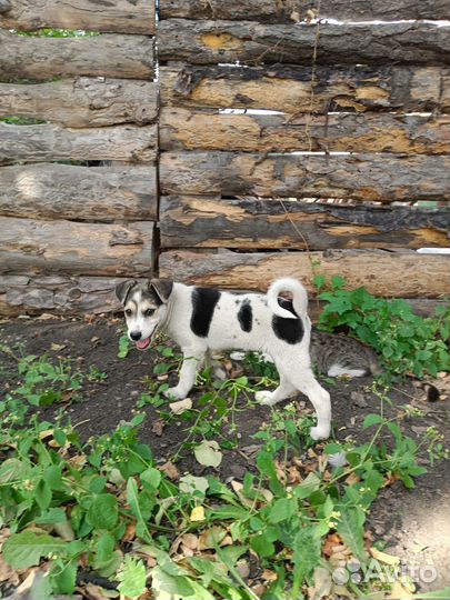 Русская деревенская