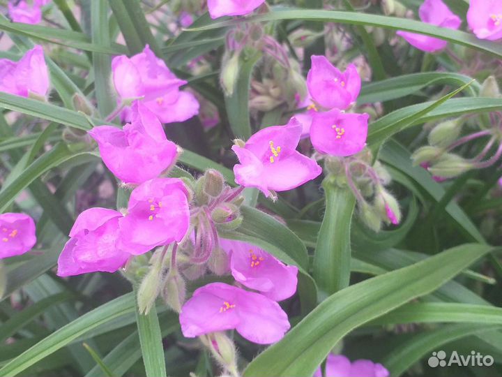 Традесканция розовая