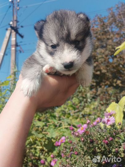 Сибирский хаски