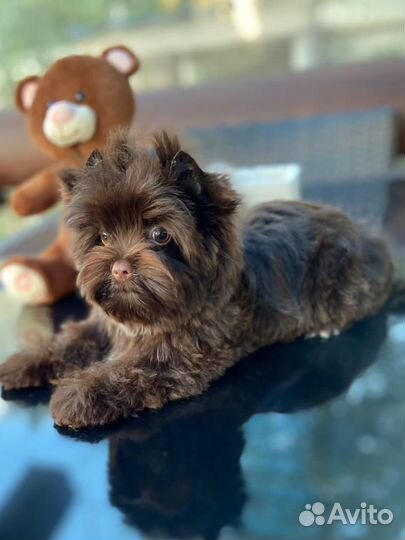 Цветные Йорки, шоколад,голддаст,бивер