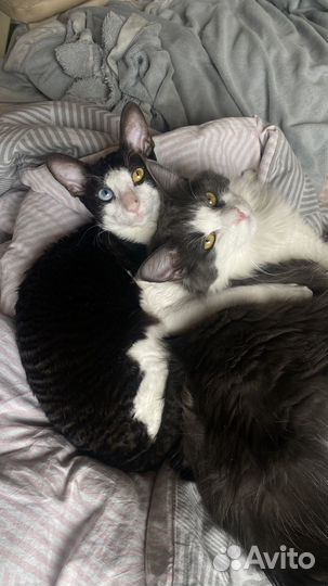 Кот в добрые руки