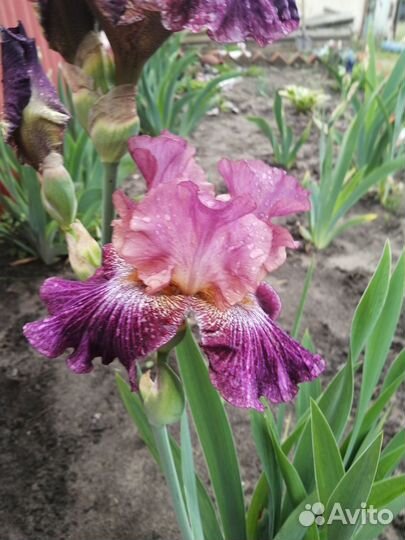 Ирисы бородатые