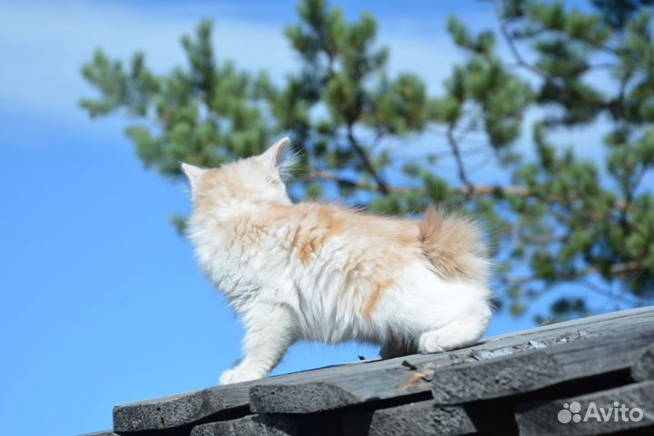 Курильский бобтейл