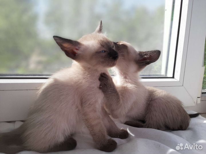Тайские котята