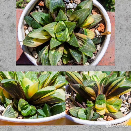 Хавортия вариегатная редкая