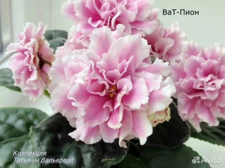 Фиалка лист