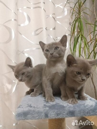 Бурманские котята