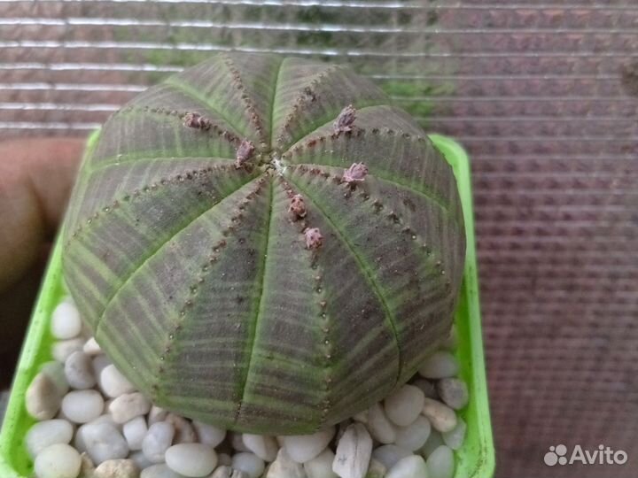 Эуфорбия Обеса 6 см. Диаметром, цветущие