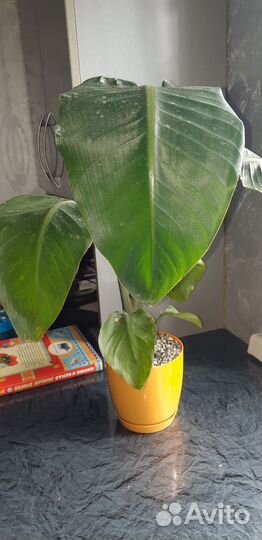 Стрелиция Николая