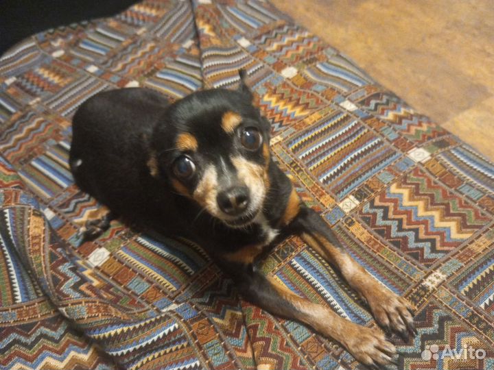 Собака мини той-терьер